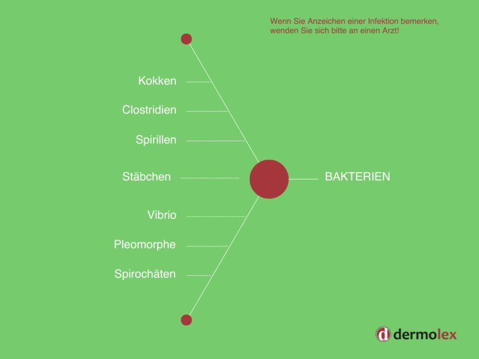 Bakterieller Infekt Bakterien im Körper dermolex