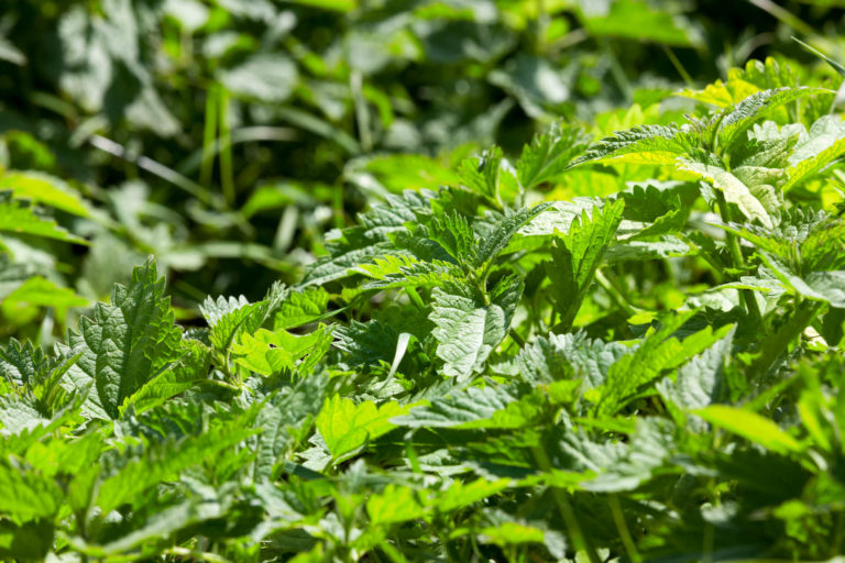 Apró csalán (Urtica urens)